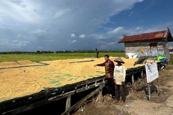 Legislator Kotim dorong penguatan pendampingan petani hadapi serangan hama