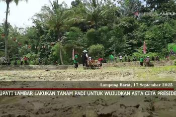 Bupati Lambar lakukan tanam padi untuk wujudkan Asta Cita Presiden