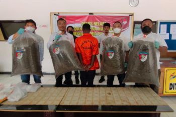 PNG national arrested in Jayapura for smuggling 21kg of marijuana