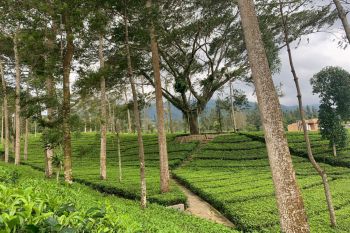 Agro Wisata  Tambi Wonosobo masuk enam besar WIA 2025