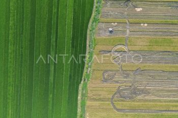 OJK: Pertanian hingga kehutanan gunakan kredit tertinggi di Kalimantan Tengah