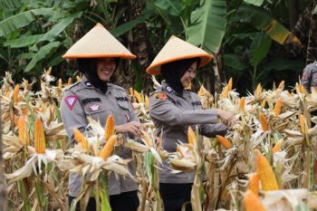 Hingga kuartal III, Polda Banten serap 2.684,5 ton jagung