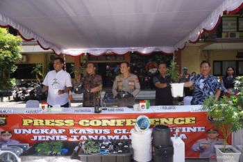 Bali Police bust foreign couple’s hydroponic marijuana farm