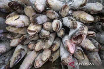 Indonesia ensures safety of fishery exports to Saudi Arabia
