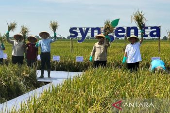 Indonesia eyes rice self-sufficiency with smart agriculture