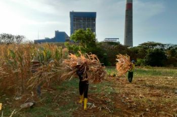 PLN Sulap Limbah Jagung Jadi Listrik, Petani Tuban Dapat Tambahan Penghasilan