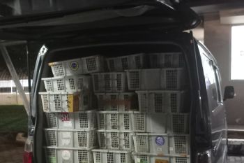 Polda Lampung-BKSDA gagalkan penyelundupan 4.095 ekor burung dari Palembang