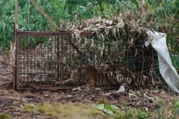 BBKSDA Riau tindaklanjuti laporan warga bertemu tiga ekor harimau di Kampar