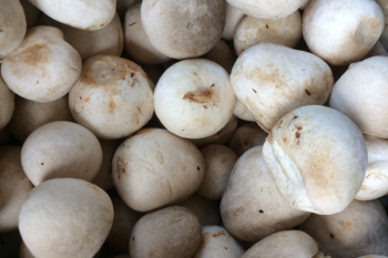 Jamur Merang Tankos: Penopang Baru Program Makan Bergizi Gratis di Lampung