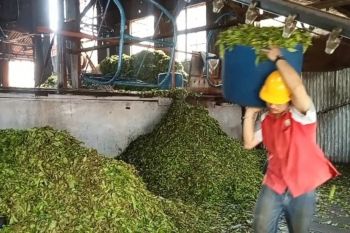 Satu abad Pabrik teh Kayu Aro: pastikan produksi kualitas ekspor tetap terjaga