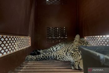 Waduh, macan tutul masuk hotel di Bandung