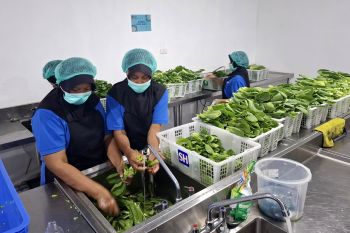 Dapur SPPG MBG di Lampung dukung kesejahteraan warga lokal