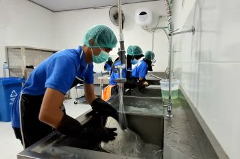 Dapur SPPG di Lampung jaga higienitas dengan bersihkan ompreng berlapis