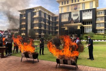 Polda Sumbar musnahkan 40 kilogram ganja hasil pengungkapan kasus