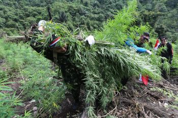 Polres Gayo Lues musnahkan 58 hektare ladang ganja