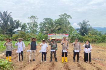 Bulog Palopo dan Polres Lutim tanam jagung serentak dukung swasembada pangan