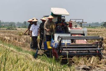 DPR dukung produktivitas petani, panen padi tiga kali setahun