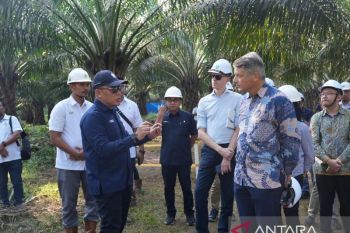 Dubes Uni Eropa Puji Langkah PTPN IV PalmCo Dorong Sawit Berkelanjutan di Indonesia