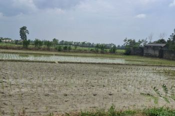 Lampung ajak petani terapkan pola tanam padi hemat air