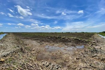 Tapin cetak sawah baru, lirik petani milenial