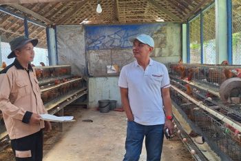 Sumanto ajak masyarakat beternak ayam karena menguntungkan
