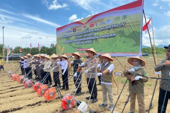Produksi jagung Kalbar triwulan IV capai 111 ribu ton