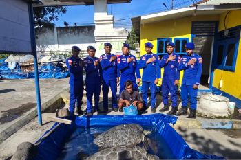 Ditpolairud Polda NTT menangkap nelayan pemburu penyu di perairan Sikka