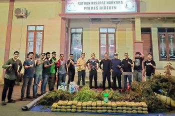 Polres Bireuen gagalkan peredaran 154 kg ganja