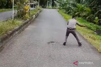 Satpol Mukomuko bersihkan kotoran ternak berserakan di jalan