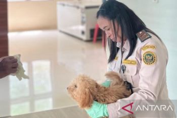 BKHIT Maluku vaksinasi rabies gratis hewan peliharaan sambut Hari Karantina