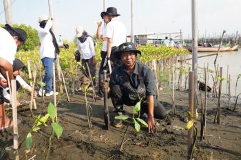 Kasno dan Komunitas Mangrove Semarang, jaga pesisir dari gempuran abrasi