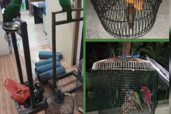 BKSDA:  Masyarakat serahkan 13 burung endemik Maluku yang dilindungi