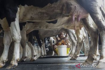 Mentan mempermudah perizinan investor bangun peternakan sapi perah