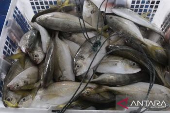 Ekspor perikanan Babel turun Rp30 miliar