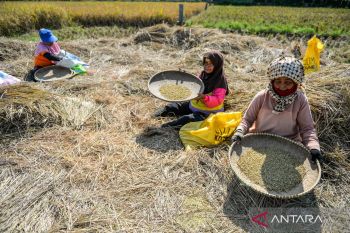 Bulog Sultra minta mitra agar beli gabah petani seusai HPP Rp6.500 per Kg