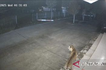 Harimau sumatera muncul di BRIN Agam, BKSDA Sumbar siaga satu (Video)
