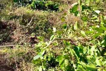Pilu Petani Kopi, Kebun Dirusak OTK dan Terancam Kehilangan Sumber Rezeki