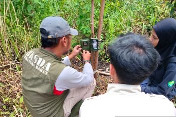 Harimau melintas jalan lintas tertangkap kamera, BKSDA Sumbar tingkatkan penanganan