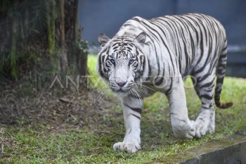 Pengenalan koleksi baru satwa Taman Rimbo Zoo