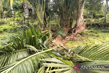 Gajah liar obrak-abrik kebun warga di pedalaman Aceh Barat,