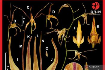 Two new orchid species discovered in West Papua's Raja Ampat