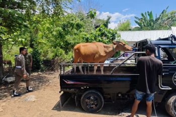 Pemkab Mabar meminta warga laporkan ternak berkeliaran di Labuan Bajo