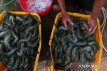 KKP Sebut Udang Lokal Masih Jadi Primadona Masyarakat Nusantara