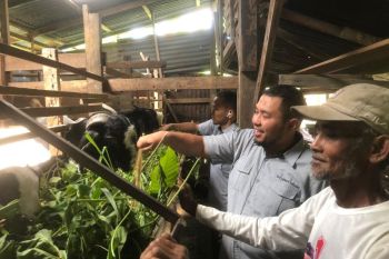 Kambing Etawa jadi harapan baru ekonomi warga Kampung Padayo