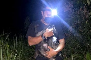 BKSDA Sampit lepasliarkan lutung korban tabrak lari