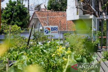 BRI Peduli Rayakan Hari Pangan Sedunia dengan Panen Raya BRInita, Tegaskan Komitmen Perkuat Ketahanan Pangan Nasional