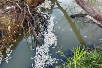 Ribuan ikan mati di Aceh Jaya, diduga akibat limbah tambak udang vaname