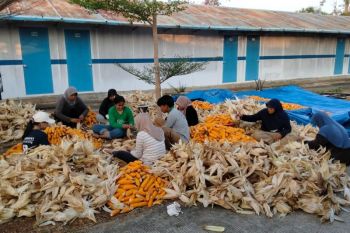 PLN sulap limbah jagung jadi listrik