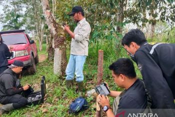 Harimau Sumatera muncul di Koto Tinggi Agam, BKSDA turunkan tim (Video)