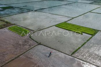 RI Govt to expand rice fields to curb soaring prices